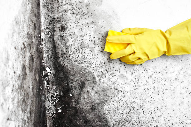 Best Crawl Space Mold Removal  in Beaumont, CA