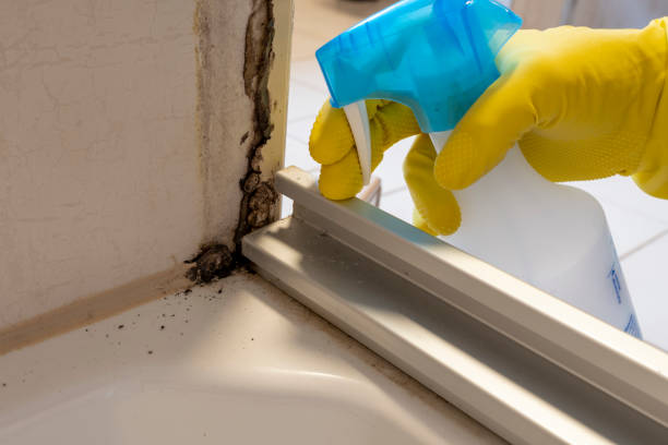 Best Residential Mold Removal  in Beaumont, CA