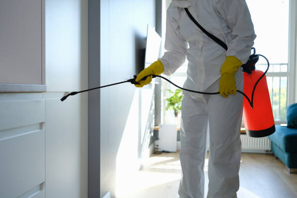 Professional Mold Removal in Beaumont, CA