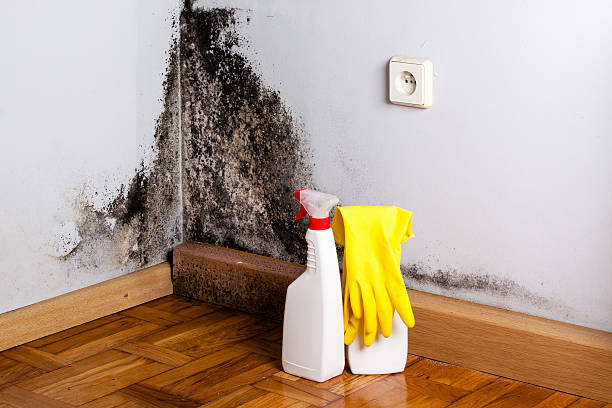 Mold Removal Process in Beaumont, CA