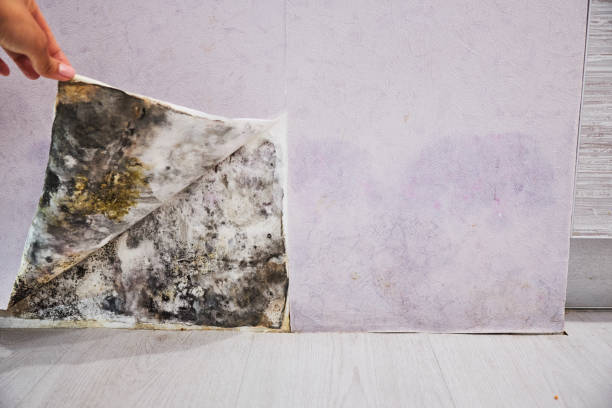 Best Certified Mold Removal  in Beaumont, CA